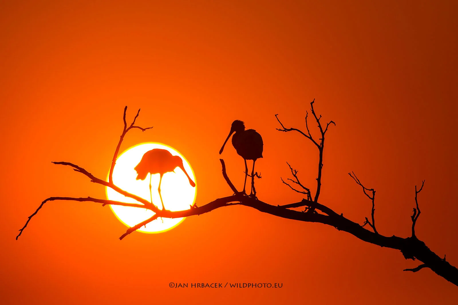 Moremi Game Reserve, Botswana